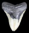 Huge, Megalodon Tooth - North Carolina #36258-1